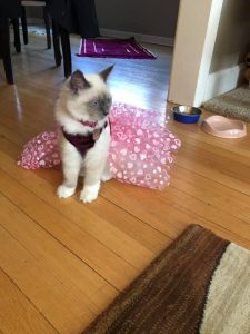 Cat Dress